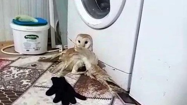 Yaralı Peçeli Baykuş Tedavi Altına Alındı