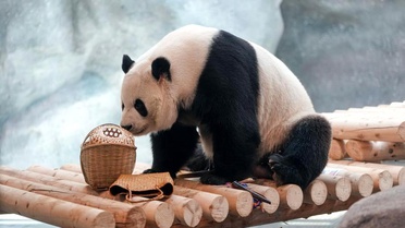 Beijing'de Yeni Dev Panda Tesisi Açıldı