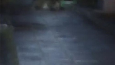 Kıbrıscık'ta Bozayı Parkta Yatarken Görüntülendi