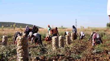 Sandıklı'da Patates Hasadı Başladı