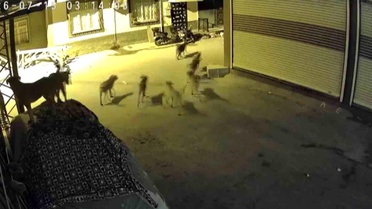 Sürü halindeki köpeklerden korkan kedi, pencere demirine tırmandı