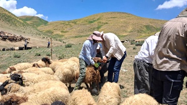 Yüksekova'da Küçükbaş Hayvan Aşılama Çalışmaları