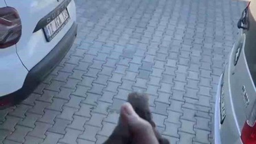 Sığırcık Kuşu Kurtarıldı