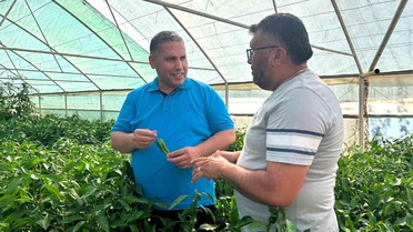 Sarıgöl Emcelli Biberi'nde Hasat Zamanı