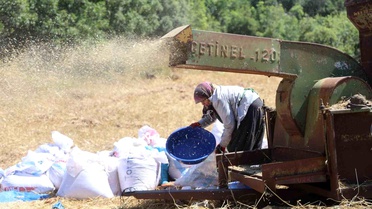Hatay'da Zorlu Buğday Hasadı