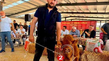 Eber Gölü Kaymak Festivali'nde Buzağı Yarışması