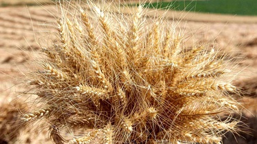 Çorum'da Yerli 'Kirve' Buğdayının İlk Hasadı Yapıldı