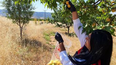 Elazığ'da Pestisit Denetimleri Başladı