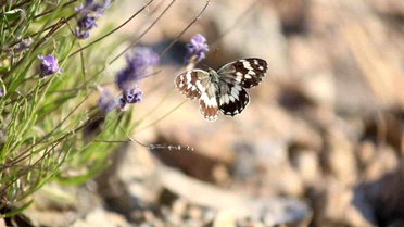 Harput'ta Kelebeklerin Lavanta Dansı