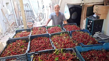 Kütahya'da Vişne Hasadı Başladı