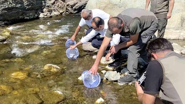 İki sel felaketinden etkilenen İlişi Çayı'na 15 bin alabalık salındı