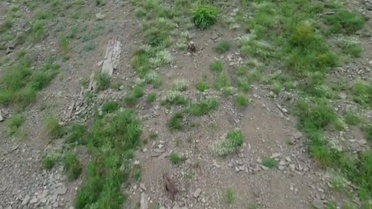 Artvin'de Ayı Dronla Görüntülendi