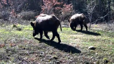 Düzce'de Yaban Domuzu Sürek Avı