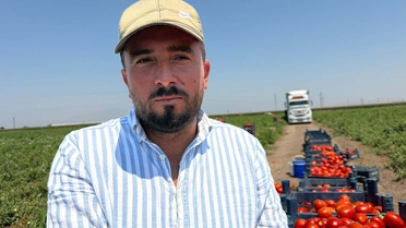 Amik Ovası'nda Domates Hasadı Başladı