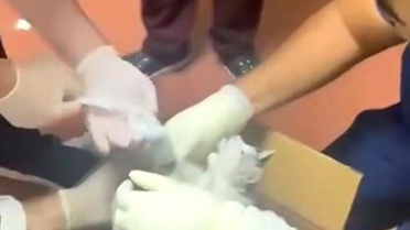 Elazığ'da Bacağı Kırık Sokak Kedisine Müdahale