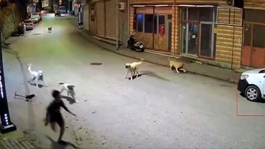 Dehşete düşüren anlar: Sokak köpekleri 10 yaşındaki çocuğu parçalıyordu