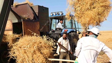 Diyarbakır'da Çiftçiler Sıcaklığa Rağmen Hasat Yapıyor