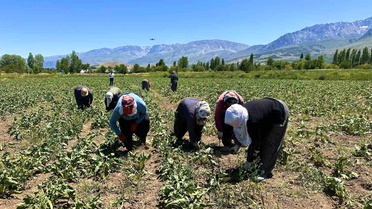 Erzincan'da Kadınlar Şeker Pancarında Emek Harcıyor