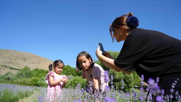 Erzincan'ın Mor Cenneti: Lavanta Bahçesi