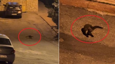 Hava kararınca mahalleye iniyorlar! Sayıları giderek artıyor