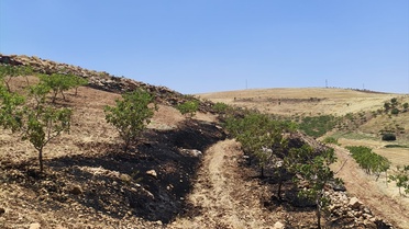 Siirt'te Fıstık Bahçesinde Yangın
