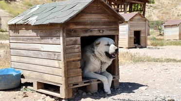 Kangal Köpekleri Sıcak Havadan Olumsuz Etkileniyor