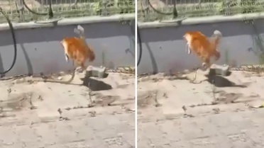 Kedi ile yılanın kavgası kamerada