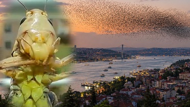 Sürüler halinde Türkiye'ye geliyorlar! İstanbul'dan sonra o ili de sardılar