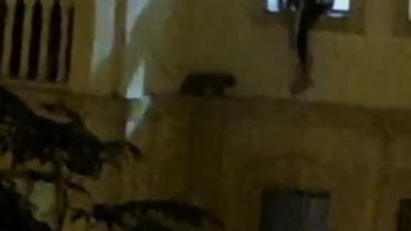 Nusaybin'de Mahsur Kedi Kurtarıldı