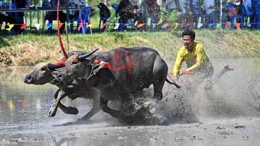 Tayland'da Bufalo Yarışları Coşkusu