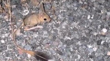 Elazığ'da Nesli Tehdit Altında Arap Tavşanı Görüntülendi