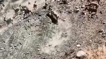 Palu'da Dağ Keçileri Görüntülendi