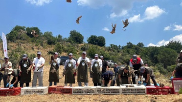 Havran'da keklikler doğal yaşam alanlarına bırakıldı