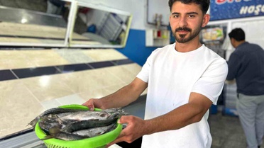 İnci Kefali Av Sezonu Açıldı
