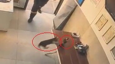 Kedinin Saldırdığı Kargayı Görevli Kurtardı