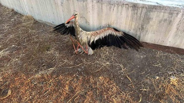 Kanala düşen leyleği itfaiye kurtardı