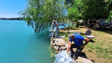 Manavgat'ta 400 Bin Sazan Yavrusu Bırakıldı