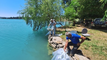 Manavgat'a 400 Bin Sazan Yavrusu Bırakıldı