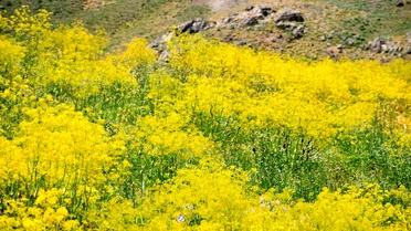Şırnak Yaylaları Sarıya Büründü