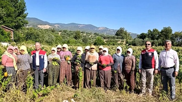 Aydın'da Tütün Kırımı Başladı