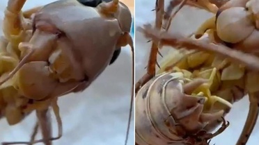 Çekirge istilası mı başladı? Bakanlıktan tedirgin eden görüntülerle ilgili açıklama