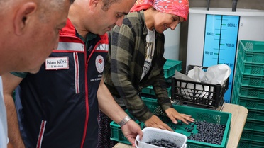 Edirne'de Yaban Mersini Hasadı Yapıldı