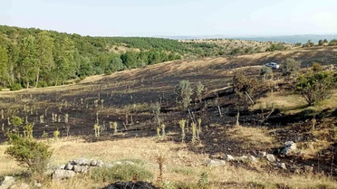 Tokat'ta Örtü Yangını: 15 Dönüm Zarar Gördü
