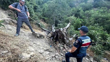Bilecik'te Ağaç Yangını Korkuttu