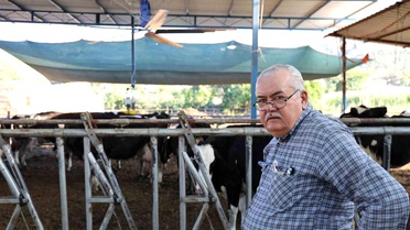 Çöl Sıcakları İnekleri Strese Sokuyor