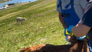 Bayburt'ta Buzağı Küpeleme ve Aşılaması Tamamlandı