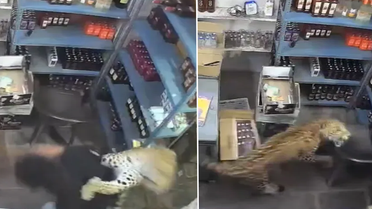 Dükkana giren leopar dehşet saçtı! O anlar anbean kaydedildi
