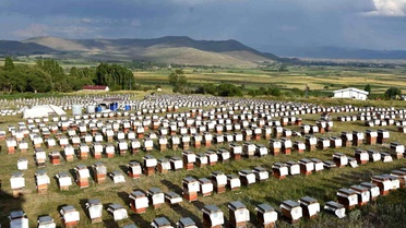 Ordu, Bal Üretiminde Zirvede
