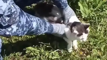 Rusya’da cezaevine uyuşturucu taşıyan kedi yakalandı