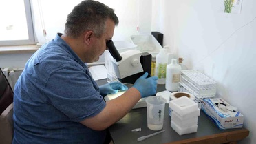 Dev Çekirgeler Üzerine Açıklama